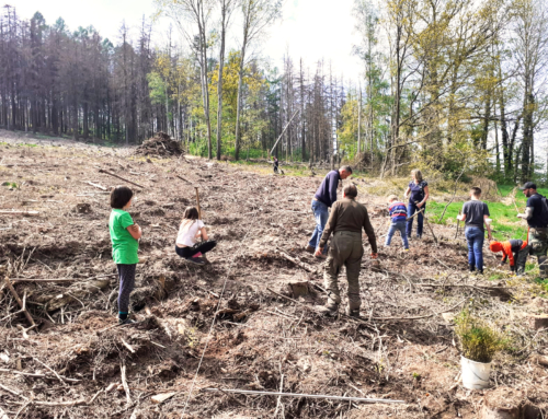 Teamzielkreuz Waldaufforstung